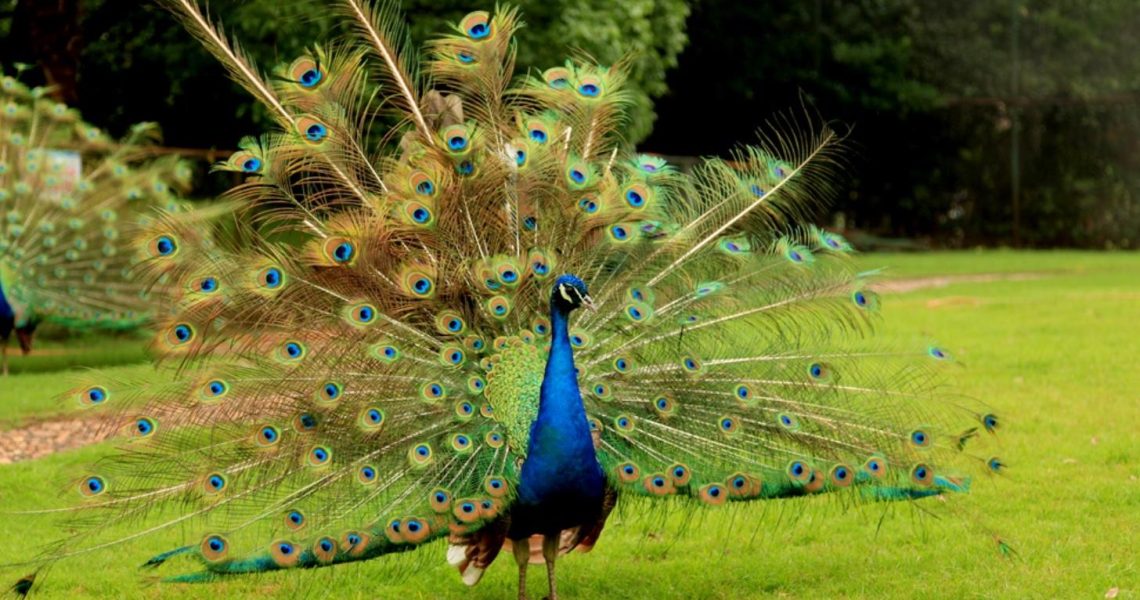 Dream of Peacock: A Symbol of Fantasy, Thought, and Spiritual Awakening