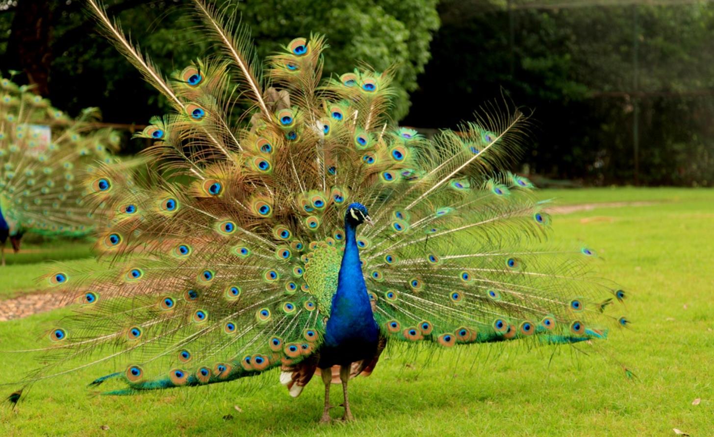 Dream of Peacock: A Symbol of Fantasy, Thought, and Spiritual Awakening