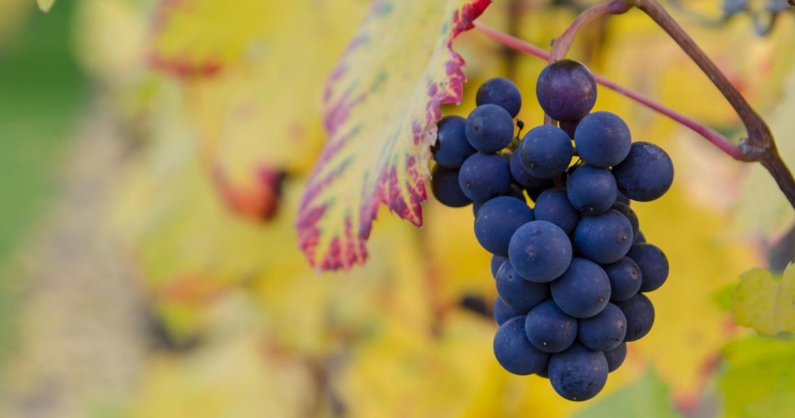 Dream of Grapes: Analyzing Symbolic and Psychological Significance