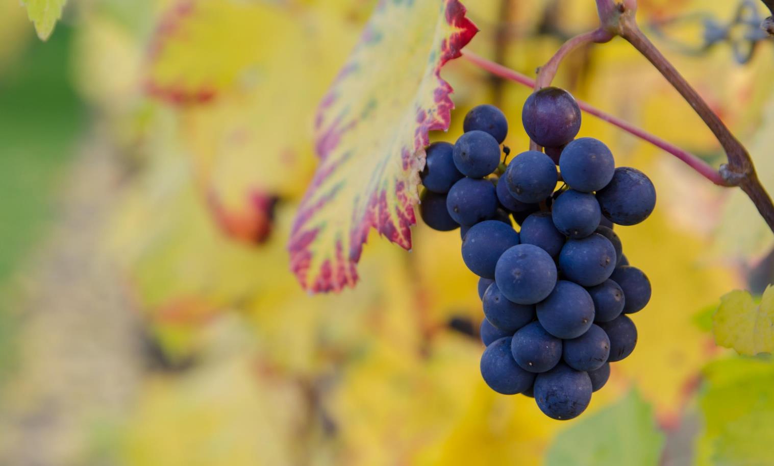 Dream of Grapes: Analyzing Symbolic and Psychological Significance